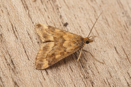 Closeup on the brown Golden pearl moth, Anania verbascalis moth sitting on a piece of wood