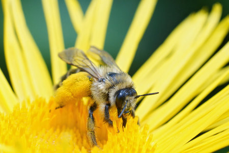 Closeup on a female Pantaloon bee, Dasypoda hirtipes sitting on a yellow flower collecting pollen