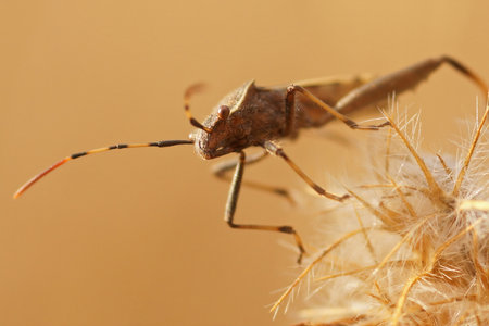 Upward angle closeup on a brown squasbug, Camptopus lateralis, from the Gard, Franceの写真素材