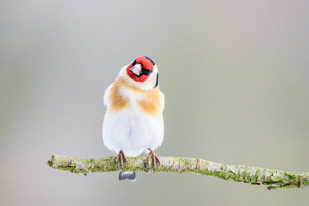European goldfinch, Carduelis carduelis, cute little colorful bird sitting at Christmas eating and watching the surroundingsの写真素材