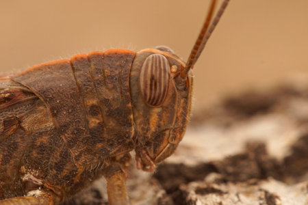 Facial closeup of an adult Egyptian grasshopper, Anacridium aegyptiumの写真素材