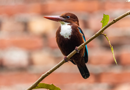 White Throated kingfisher resting on a treeの写真素材