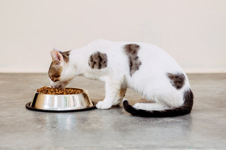 full length of a male cat taking a food pet.の写真素材