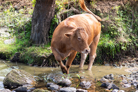 Red-headed cow crossing the river and looking at the cameraの写真素材