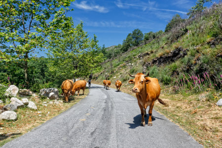Geres, Portugal - June 6, 2015: Herd with beautiful cows in a Peneda Geres National Park mountain roadの写真素材