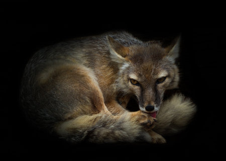 polarfox animals wildlife summer germany zoo day relaxの写真素材