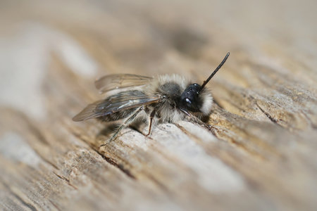 Closeup of a male Clarke's mining bee , Andrena clarkella warming up in hte sunlight on a wooden poleの写真素材