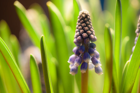 close up of a partly blooming grape hyacinthの写真素材