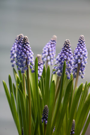 close up of blooming grape hyacinths