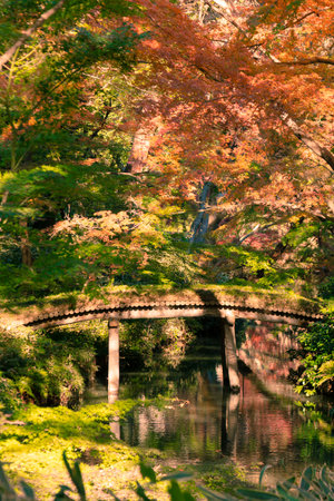 Autum leafs and trees season at Japanese park.