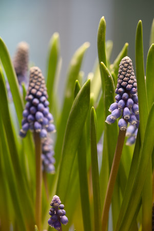 close up of a partly blooming grape hyacinthの写真素材