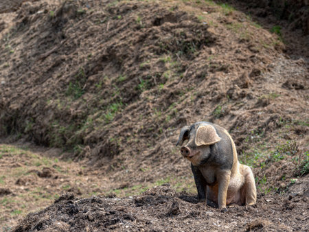 Portrait of a Celtic Pig Sitting on the Farmの写真素材