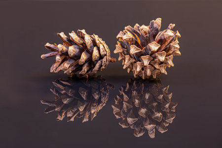 Close-up of two pine cones of black reflecting groundの写真素材