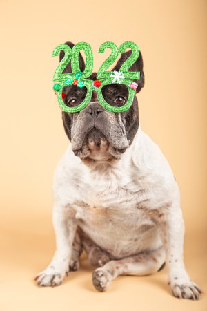 Gorgeous french bulldog dog with festive glasses 2022. Happy new year. vertical pictureの写真素材