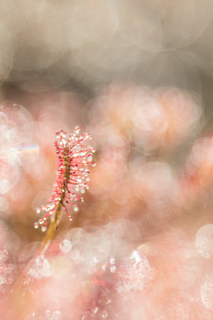 Sundew close up,drosera intermediaの写真素材