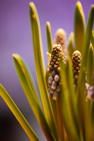 close up of a partly blooming grape hyacinth