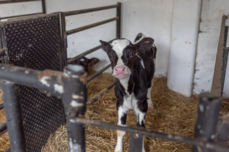 Dairy calves in the barn with hay for their feedの写真素材