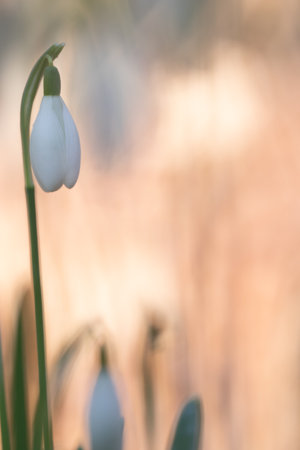 Galanthis nivalis,snowdrop flowers,springtimeの写真素材