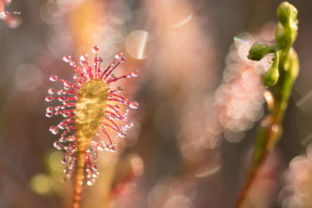 Sundew close up,drosera intermediaの写真素材