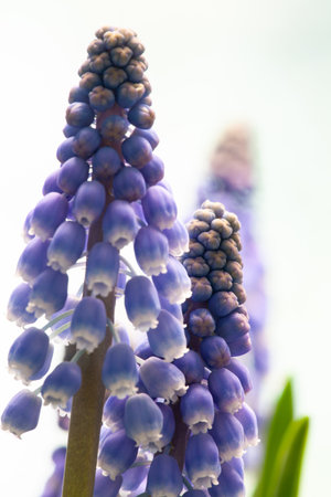 close up of blooming grape hyacinthsの写真素材
