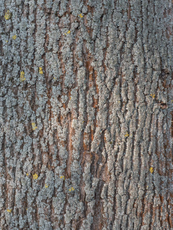 details of a tree bark with yellow and gray lichen