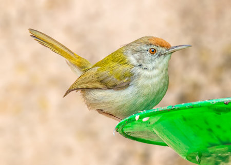 Tailor Bird sitting on a green tray for food