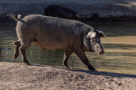 Iberian pig in the pasture running through the countrysideの写真素材
