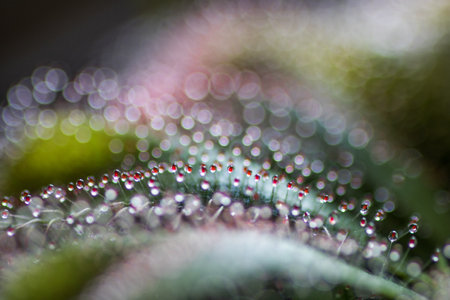Sundew close up,drosera intermediaの写真素材