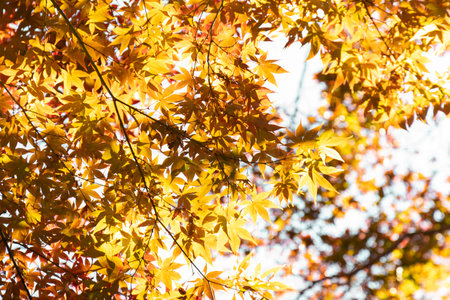 Autum leafs and trees season at Japanese park.