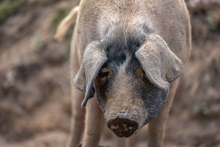 Portrait of a Celtic pig looking at the camera while taking a strollの写真素材