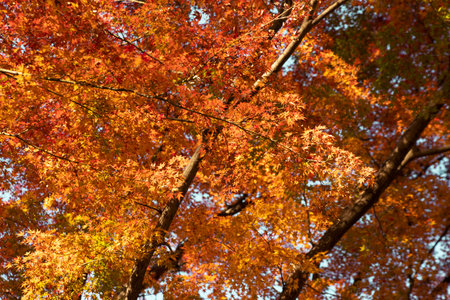 Autum leafs and trees season at Japanese park.の写真素材