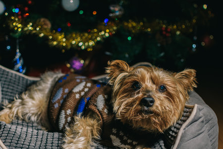 Yorkshire terrier lying on his bed with Christmas tree in the background. Dog lying down with Christmas tree lights in the background.の写真素材