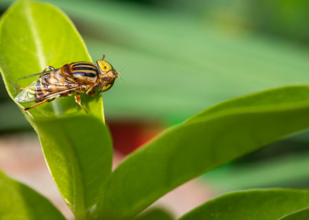 Eristalinus megacephalus fly turning its head while sitting on a leafの写真素材