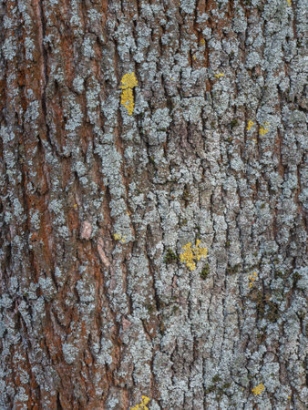 details of a tree bark with yellow and gray lichen