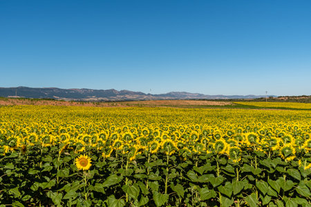 Summer sunflower field and blue sky. Sunflower natural background.の写真素材