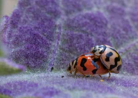 Ladybug pair in making love on a purple leafの写真素材