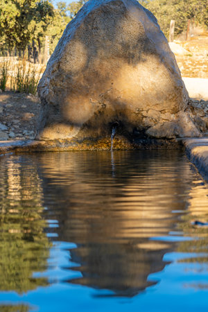 fountain, watering place for cattle in the forest, fresh spring waterの写真素材