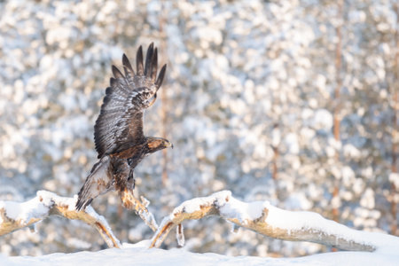 Golden eagle flies in a snowy forest