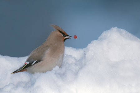 A beautiful Bohemian Waxwing (Bombycilla garrulus) feeding on Rowan tree berries on a cold winter dayの写真素材