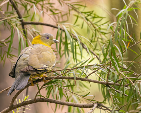 Yellow footed Green Pigeon perching on a tree early in morning