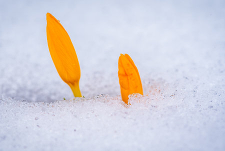 Yellow crocus flower piping in the snow, close-up photo of a crocus flower and snowの写真素材
