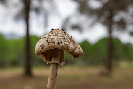 close-up of parasol mushroom or macrolepiota procera exquisite autumn mushroom with out-of-focus backgroundの写真素材