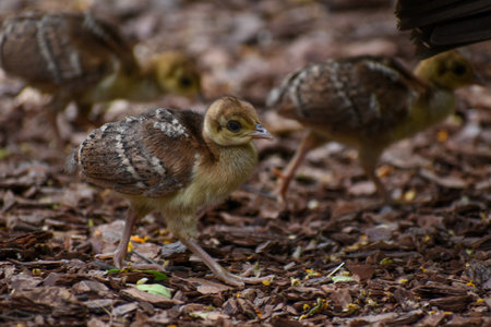 chicks of Indian peafowl (Pavo cristatus) also called common peafowl, and blue peafowlの写真素材