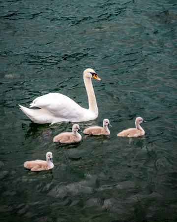 White swan swimming with baby swans, called also flapper or a cygnetの写真素材