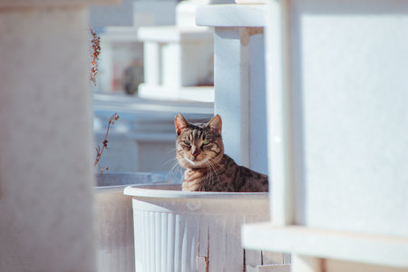 Curious tabby cat in white cemetery. Animal portrait, close up, free, wild, bright.の写真素材