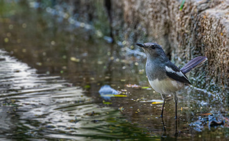 Oriental Magpie female drinking water from a lakeの写真素材
