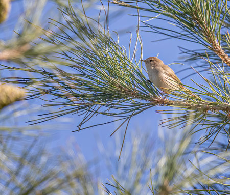Common Chiffchaff on a tree in afternoonの写真素材