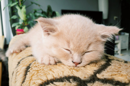 close-up a tiny kitten sleeps on the back of the armchair