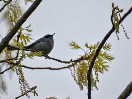 masked gnatcatcher (Polioptila dumicola) is a small beautiful songbird of South Americaの写真素材