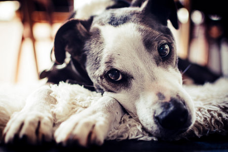 Close-up of a cute dog lying on a carpet with begging eyes. Petlife.